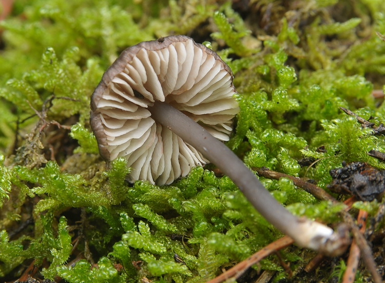 Entoloma dichroum ?